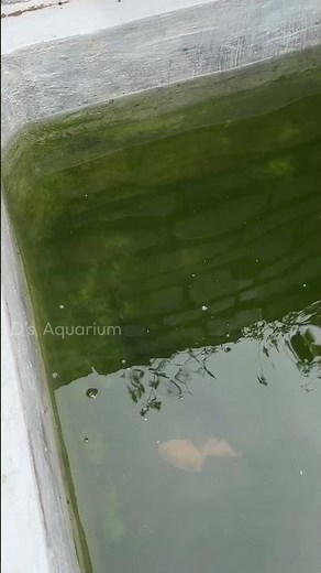 Alligator gar feeding day-5 #monsterfish