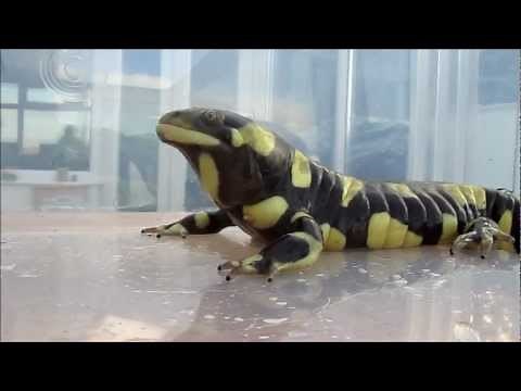Tiger Salamander eats his first pinky mouse!