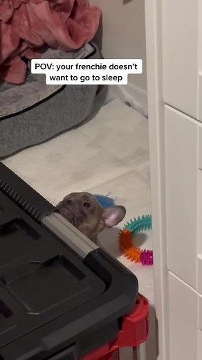 Funny French Bulldog Keeps Refusing To Sleep