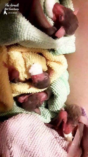 Our little rescued baby bats nursing in their sleep #babybat #batrescue #animalsanctuary #fostercare #sleepy #nursing | The Israeli Bat Sanctuary