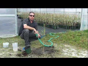 Planting an Olive Tree with Georgia Olive Farms