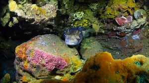 8.4K views · 184 reactions | The new Motiti Protection Area rules are now in place. You can no longer take any marine life from these three areas. You can anchor, so long as you follow the guidelines. Learn more at www.boprc.govt.nz/mpa | Toi Moana Bay of Plenty Regional Council | Facebook