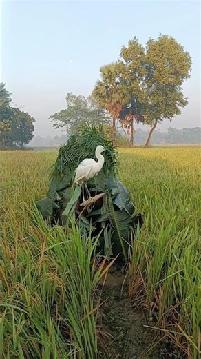 New technique of catching birds in paddy fields