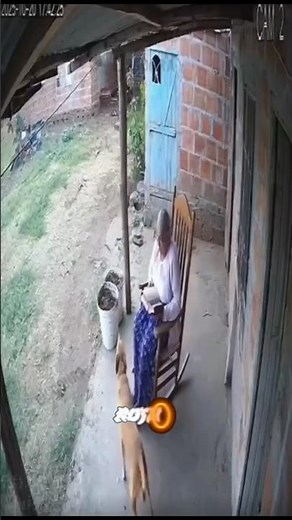 Salvada en segundos 😱 Mascota avisa a su dueño 🤝🥀#jesus #edit #jesuschrist #god #king #bible