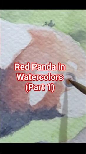 How to Paint Red Panda| Watercolor Tutorial (Part 1) #shorts #watercolor #art #redpanda #howtopaint