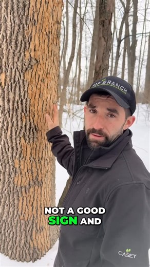 Top Branch on Instagram: "We are being invaded! This white ash has a complete infestation of EAB (Emerald Ash Border) a small green insect that lays eggs in ash trees and the larva burrow and eat their way through the wood fibers beneath the bark. During the winter months they can cause serve damage to ash trees eventually killing them. As the woodpeckers hunt for these insects they excavate the outer layers of bark off the tree revealing the lighter color bark underneath. This is called “Blondi