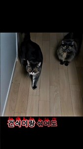 아직도 이 사료 먹이세요? 고양이 습식 사료 추천 조공 습식사료
