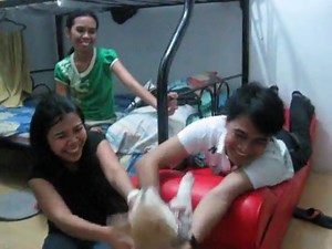 How To Stop Siberian Husky's Biting? You Might Be Surprised