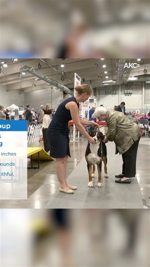 18K views · 367 reactions | Greater Swiss Mountain Dogs are immensely strong, yet agile enough to move a flock across the sloping foot of a mountain. Dependable and faithful, Swissies earned their feed as herders, drafters, and all-around pasture dogs. Learn more: https://bit.ly/4nnUAfW | AKCtv | Facebook