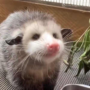 8.7K views · 741 reactions | SOUND ON: Enjoy this taste of #ASMR with...