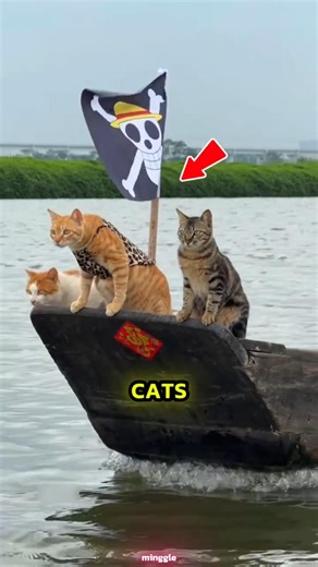 Adorable Feline Crew Sailing with Birds Goes Viral #cats #cat #cutecat