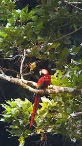 12K views · 183 reactions | Scarlet parrot sitting on a branch #nature #wildlife #bird #parrot #scarlet #beautiful HA72355 | HAWI Studios | Facebook