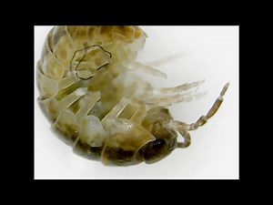 THEY EAT DIRT! Pill Bug (Roly-Poly) and Earthworm under a microscope! + a few fun facts about them!