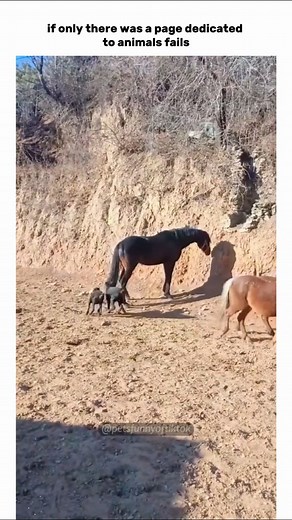 Best Animals Fails on Instagram: ""🐾😂 The ultimate animal fail compilation! Watch these furry friends hilariously fail at life… and trust us, you won’t stop laughing! 🤦‍♂️🐶🐱 From epic tumbles to surprise moments, these fails are too good to miss! 🐾✨ #AnimalFails #PetFails #FunnyAnimals #LaughOutLoud #InstaPets #EpicFails #FurryComedy #PetsOfInstagram #AnimalReels #ViralLaughs""