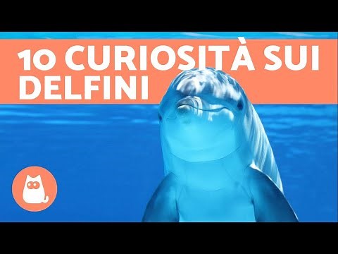 10 curiosità sui delfini