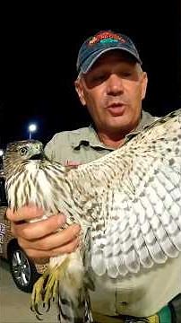 Coopers Hawk release #hawkrescue #wildliferescue #shorts