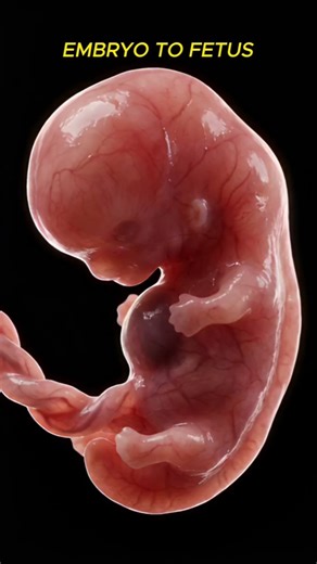 Human Embryo to Fetus Growth | Pregnancy Development #shorts