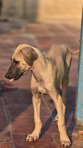 Aravind Jb on Instagram: "Life. my destination❤️ #yogilandkennel #madurai #petlovers #viral #dogs"