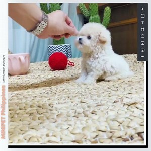 Fiona🐩 🐶 Teacup Bichon Frise 🐶 🌈 Pure White 🎂 2 months ✔️ 1 year Health Guarantee❣️ ✔️ Vaccination and deworming ✔️ International Shipping✈️✈️ 💙 Find your family with us, Message us today! 💫 #bichonfrise # bichon #teacupbichon #bichonsofinstagram #bichonfrisé #bichonlove #bichonpuppy #bichonph #bichonstagram #dogsofinstagram #teacuppuppies #doglife #dogs #puppylove #puppy #minipetphilippines #koreateacuppuppies #koreateacuppuppiesph | MINIPET Philippines