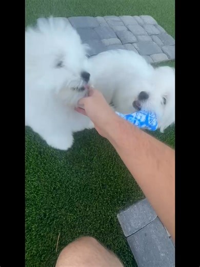 1.1K views · 40 reactions | Check out this sweet Coton de Tulear puppy who’s ready for a forever home. | Cathy's Coton Cuties | Facebook