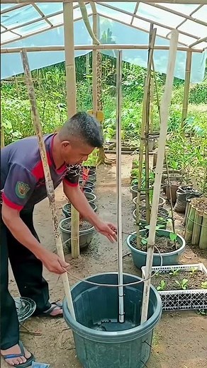 Build This DIY Trellis for Massive Grape Harvests! 🍇