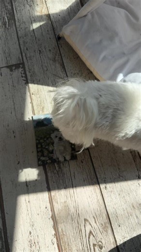 he just wants to help me paint | Paintings