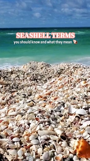 𝘒𝘳𝘪𝘴𝘵𝘦𝘯 💙 𝑺𝒉𝒆𝒍𝒍𝒊𝒏𝒈 & 𝑭𝒍𝒐𝒓𝒊𝒅𝒂 𝑺𝒆𝒂𝒔𝒉𝒆𝒍𝒍𝒔 on Instagram: "Seashell terms you should know! 🐚 #seashells #shells #conchology #shelling"