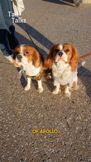 Meet Popol & Apollo, 6 and 1-year-old Cavalier King Charles Spaniels! #cavalier #dog