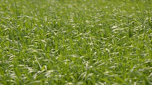 33 reactions | Barley grass is one of the first crops to get planted each year. As our Farm Operations Manager Christine Mason puts it, “It likes it cold” which makes barley grass a great crop to grow early in Wisconsin’s springtime! This paired with its unique nutrients makes it a great way to kick off the 2022 growing season. | Standard Process Inc. | Facebook