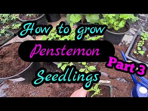 2021 How to grow penstemon from seed part 3 Guaranteed results every time