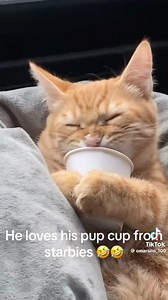 This is the the cutest thing! I want to take my cats for a Pup cup now. #cats #pupcup #aww #socute | Chris Parrish