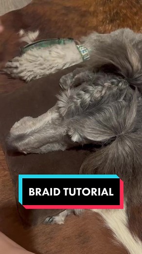 French Braid Tutorial for Grooming Your Poodle