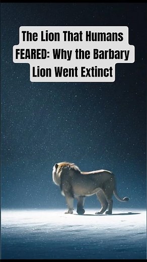 The Lion That Humans FEARED: Why the Barbary Lion Went Extinct