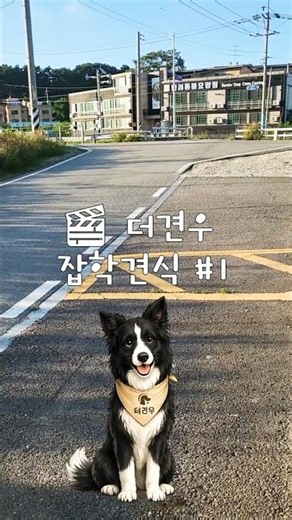 🎬 더견우 잡학견식 #1강아지의 크기별평균수명 #노견관리 #반려동물요양원#반려견요양원#노견일상#노견요양원#노견케어#냥이요양원#애견호텔#애견유치원#노견 #반려견 #강아지