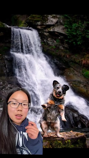 We love dog book 😂 #funnydogs #Photoshopchallenge #blueheeler | Monty the Cuddle Dog