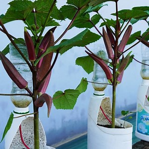 Surprising Okra Growth Hacks Using Plastic Bottles! | DIY Balcony Garden
