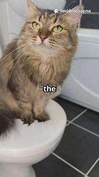 Can Your Cat REALLY Use the Toilet Like a PRO?