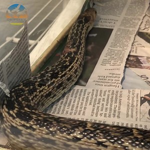 60 reactions · 3 comments | This Gopher Snake was admitted into our care with a small puncture wound on their back. Gopher Snakes are generally non-aggressive towards humans and prefer to retreat rather than engage in confrontations. We believe that this patient was attacked by a cat, fortunately he is making a great recovery in our Intensive Care Unit! | California Wildlife Center | Facebook