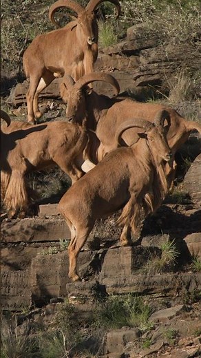 Northern Cape Aoudad | South Africa