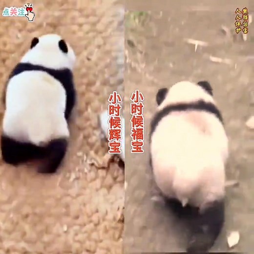 仔细一看那味还是福宝跑的更性感😃😃 #fubao #huibao | Panda Fu Bao