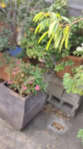 AzaleaCatharanthus roseus Plumbago auriculata繁星花 Pentas lanceolatared night VID20260118154009