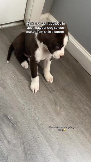 Dog Time Out: Hilarious Corner Behavior