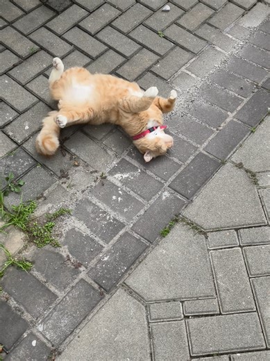 Emang salah ya kalo abis mandi guling-guling di pasir? kan seru tau 😻 #fyppppppppppppppppppppppp #kucingoren #kucinglucu