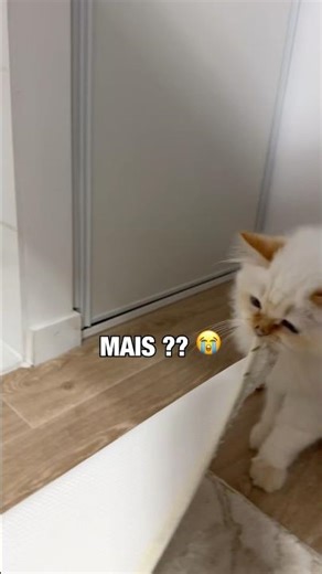 I don't understand what my cat is doing… 😭