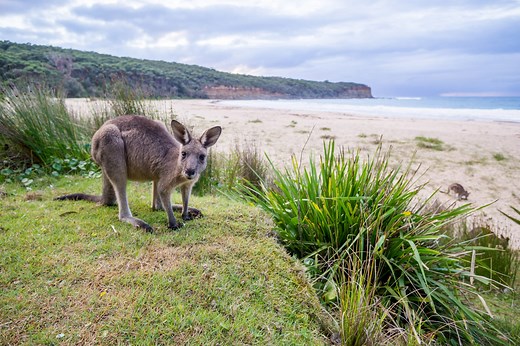 Kangaroos Oasis: Pebbly Beach - Shoalhaven - South Coast NSW