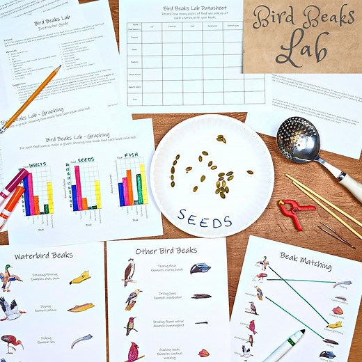Bird Beak Adaptations Lab: Natural Selection Homeschool Lesson (PDF) - Etsy