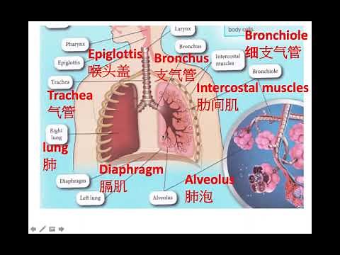 Form 3 Science Chapter 2 Respiration part 1