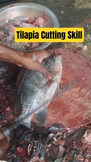 😱 So Fast Tilapia Fish Cutting! | Fresh Market Fish Cleaning | Satisfying Fish Cutting Skills