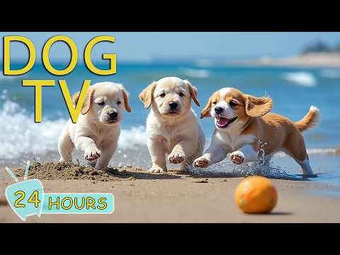 DOG TV: Best Videos Anti-Anxiety & Prevent Boredom for Dogs Home Alone All Day Long - Music for Dogs