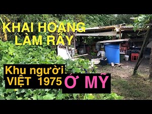 Vào RỪNG khai HOANG làm RẪY.....Ở khu người VIỆT 1975 o MY